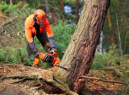 Best Residential Tree Removal  in Janesville, IA