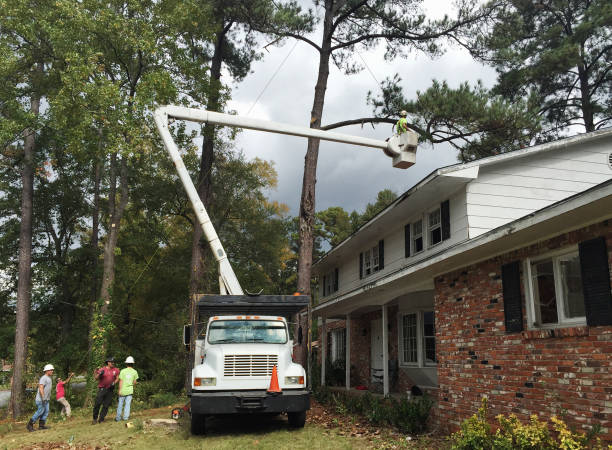 How Our Tree Care Process Works  in  Janesville, IA